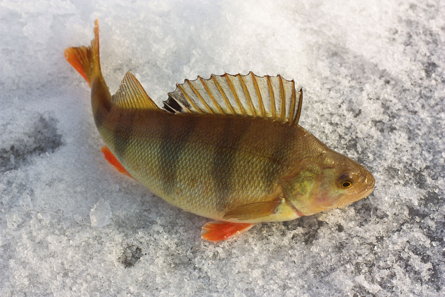 Freshwater Fishing